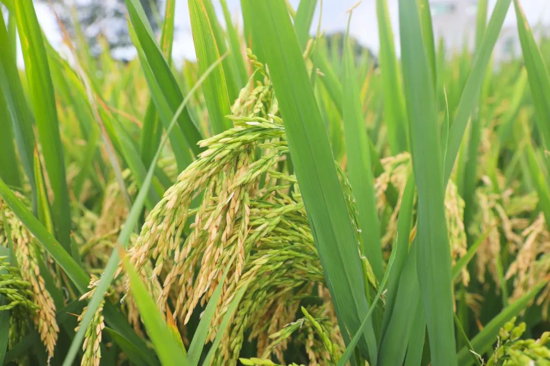 微信图片_20210922102433.jpg 微信图片_20210922102433.jpg